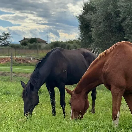 Ca' Dei Lecci Apartment Tuoro sul Trasimeno